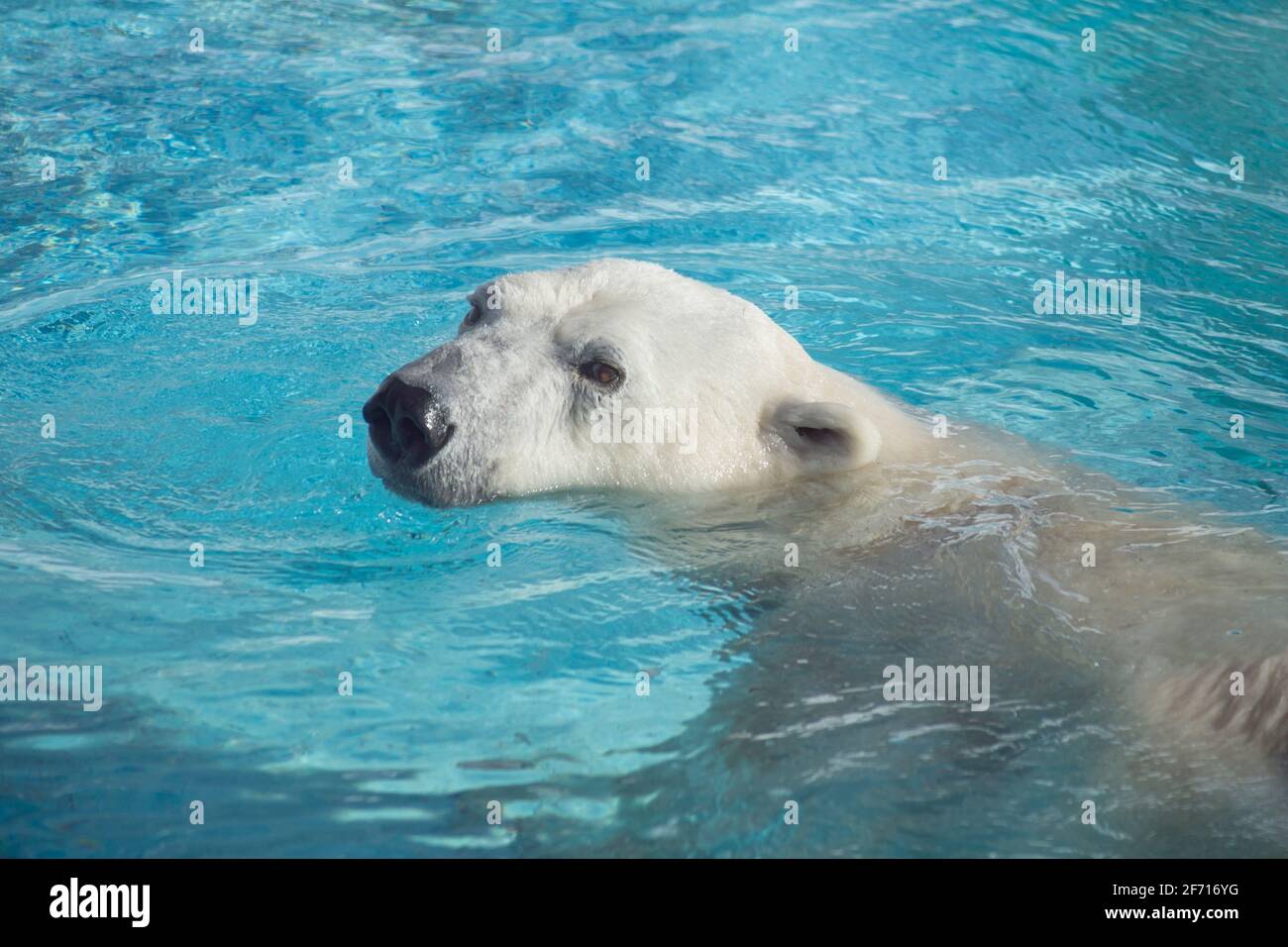 Big polar bear is swimming in the water. Ursus maritimus or Thalarctos Maritimus. Animals in wildlife. Stock Photo