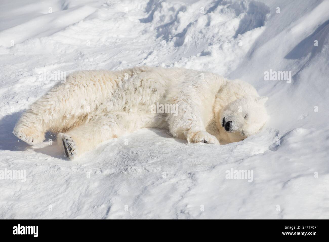 Polar bear cub is sleeping on the white snow. Ursus maritimus or Thalarctos Maritimus. Animals in wildlife. Stock Photo