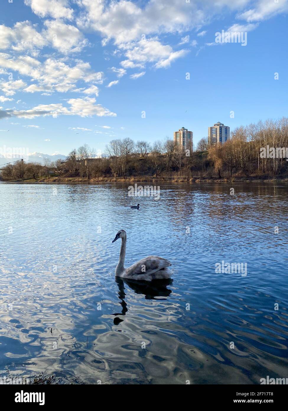 The swan family swims on the river Stock Photo
