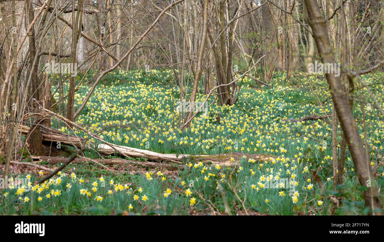Wild Daffodils near Kempley Daffodil Way Stock Photo Alamy