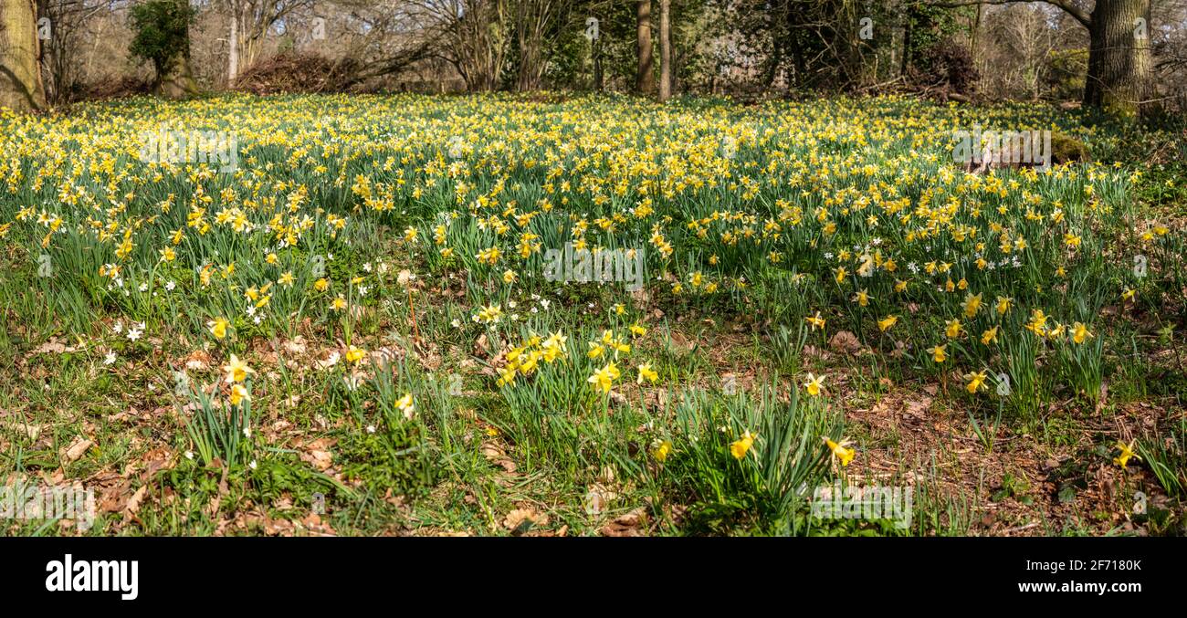 Wild Daffodils near Kempley Daffodil Way Stock Photo Alamy