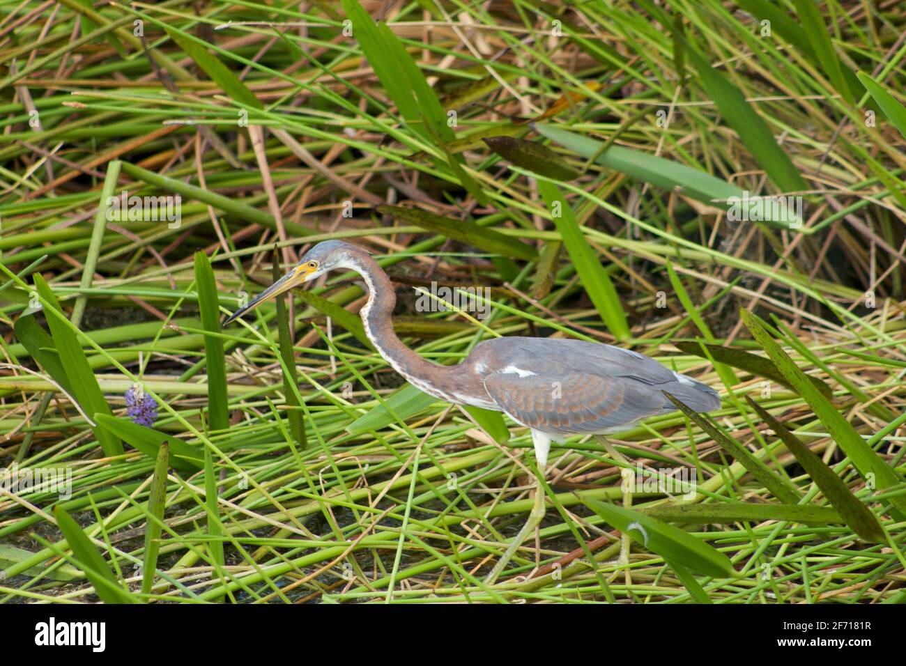 Little blue heron in the swamp Stock Photo