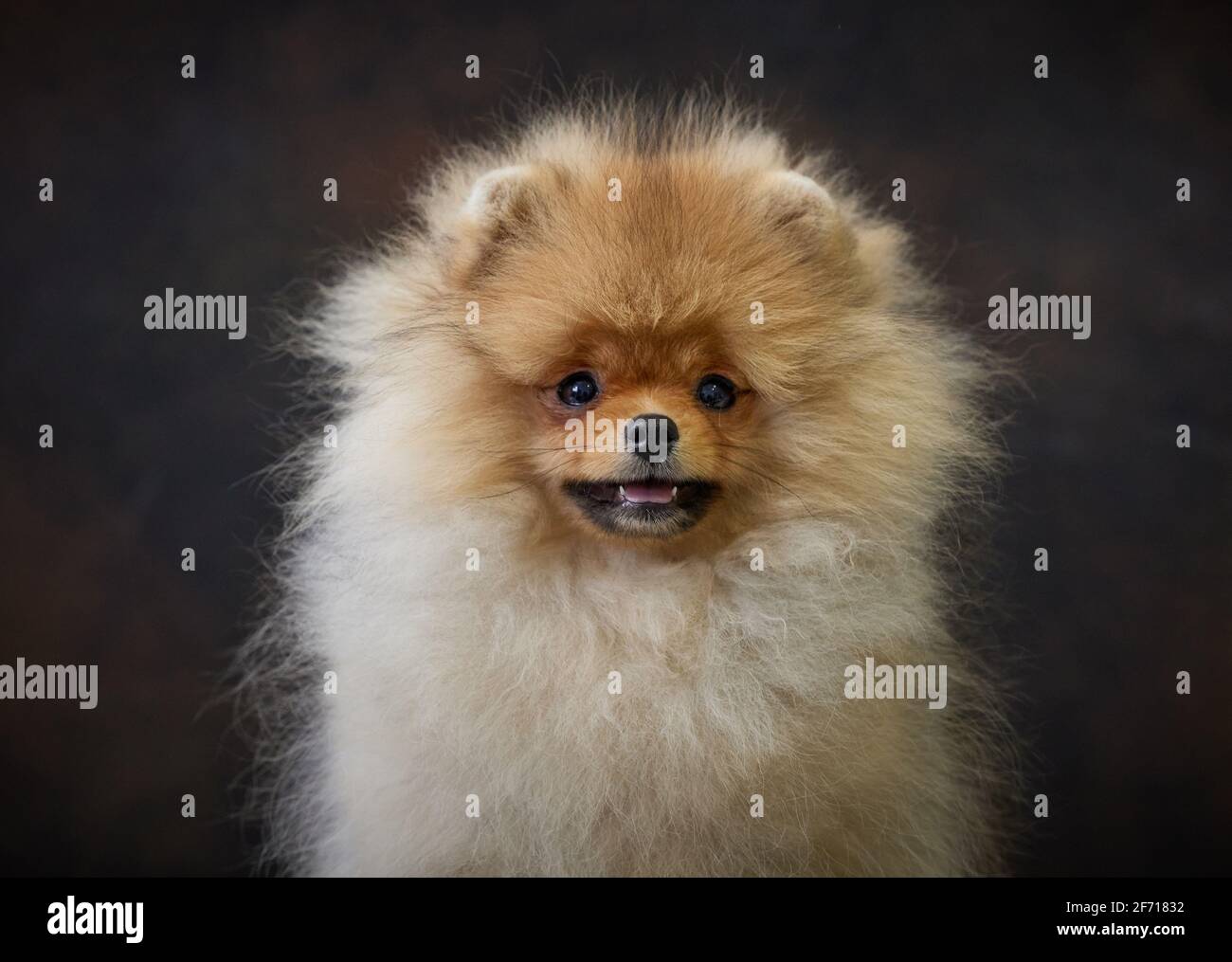 portrait of miniature pomeranian spitz puppy Stock Photo
