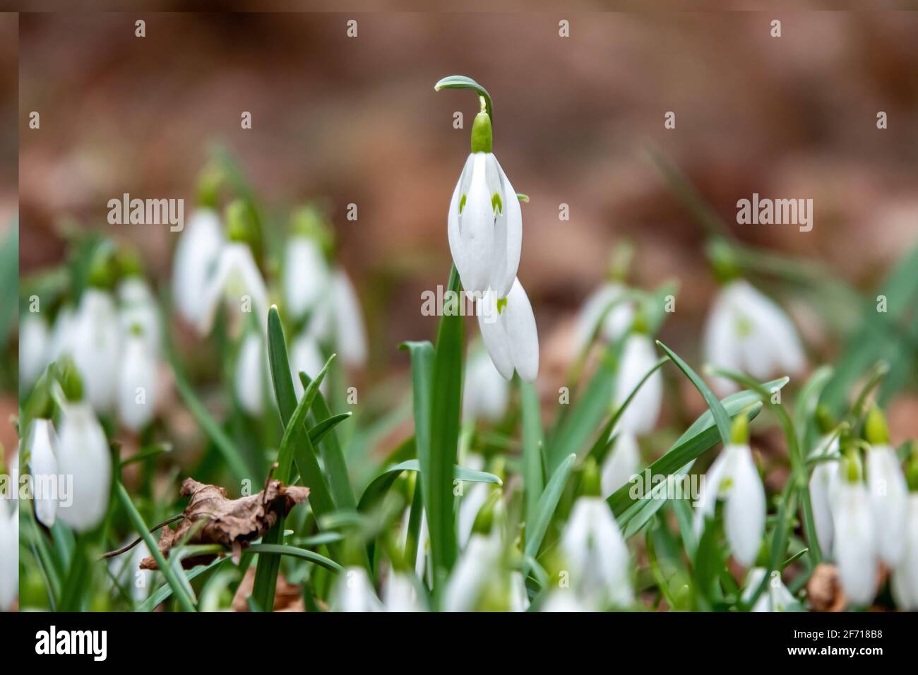 Spring snowdrop flowers blooming in the forest Stock Photo