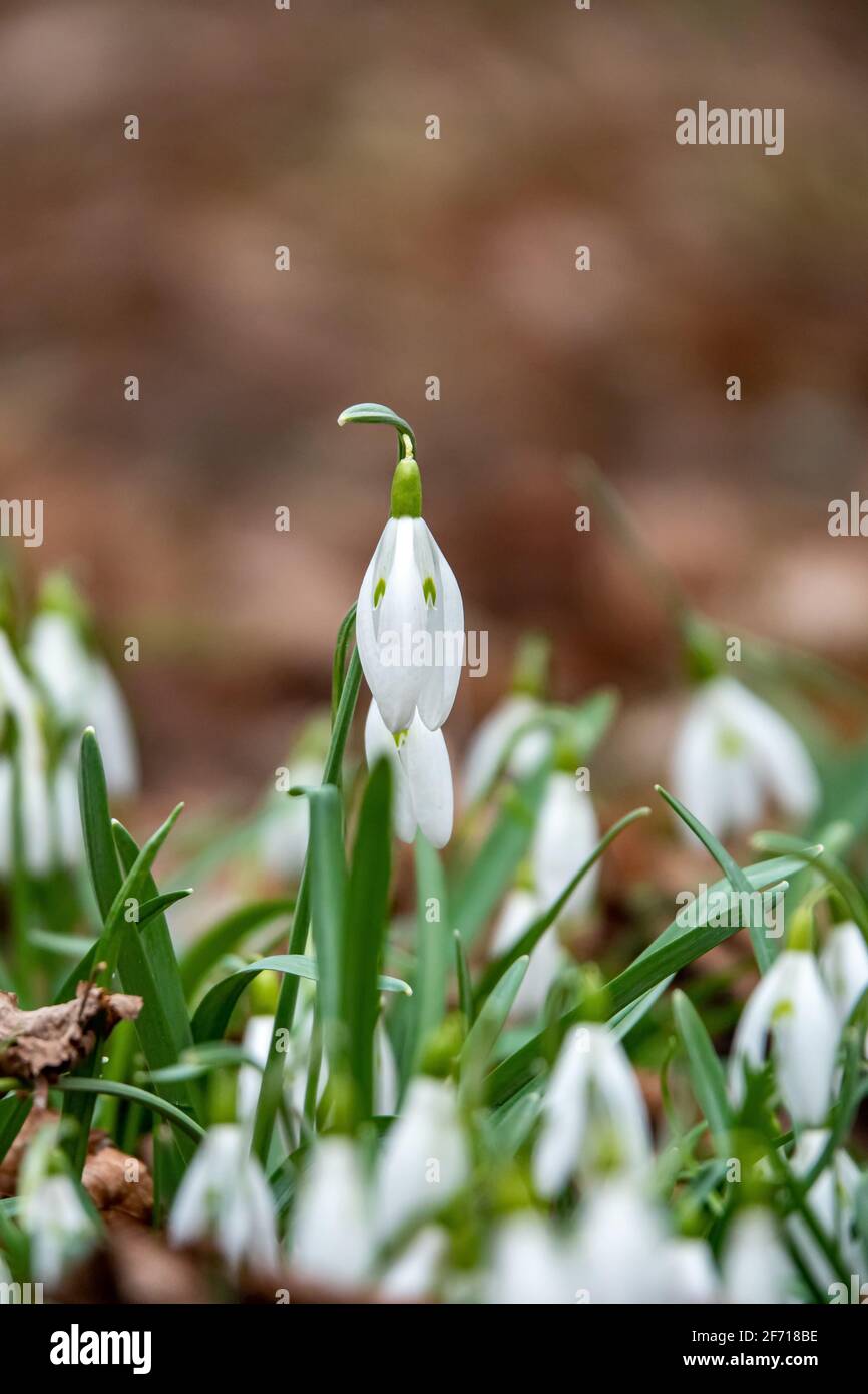 Spring snowdrop flowers blooming in the forest Stock Photo