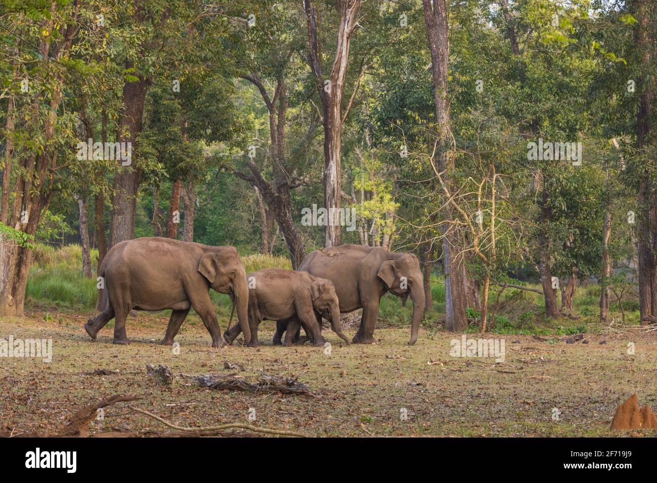 Wild Elephant Herd in Nagarhole National Park (Karnataka, India Stock