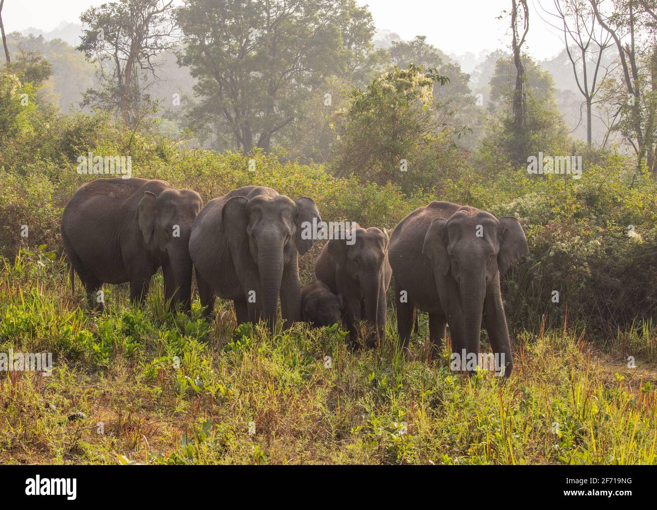 Wild Elephant Herd in Nagarhole National Park (Karnataka, India) Stock Photo