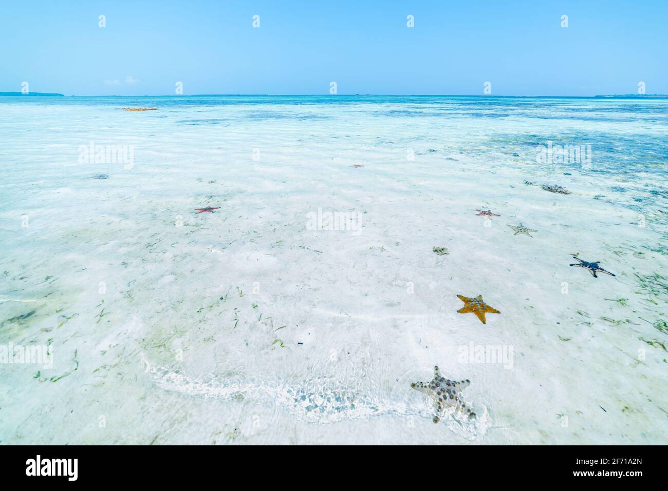 Seastars in turquoise transparent water, tropical caribbean sea, clean uncontaminated environment, Indonesia Stock Photo