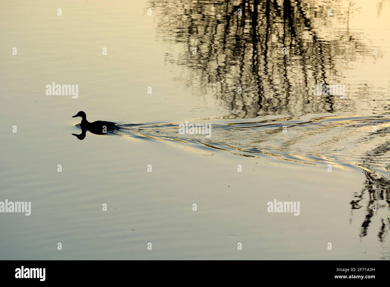 A Mallard duck on the River Avon, Warwick, Warwickshire, England, UK Stock Photo