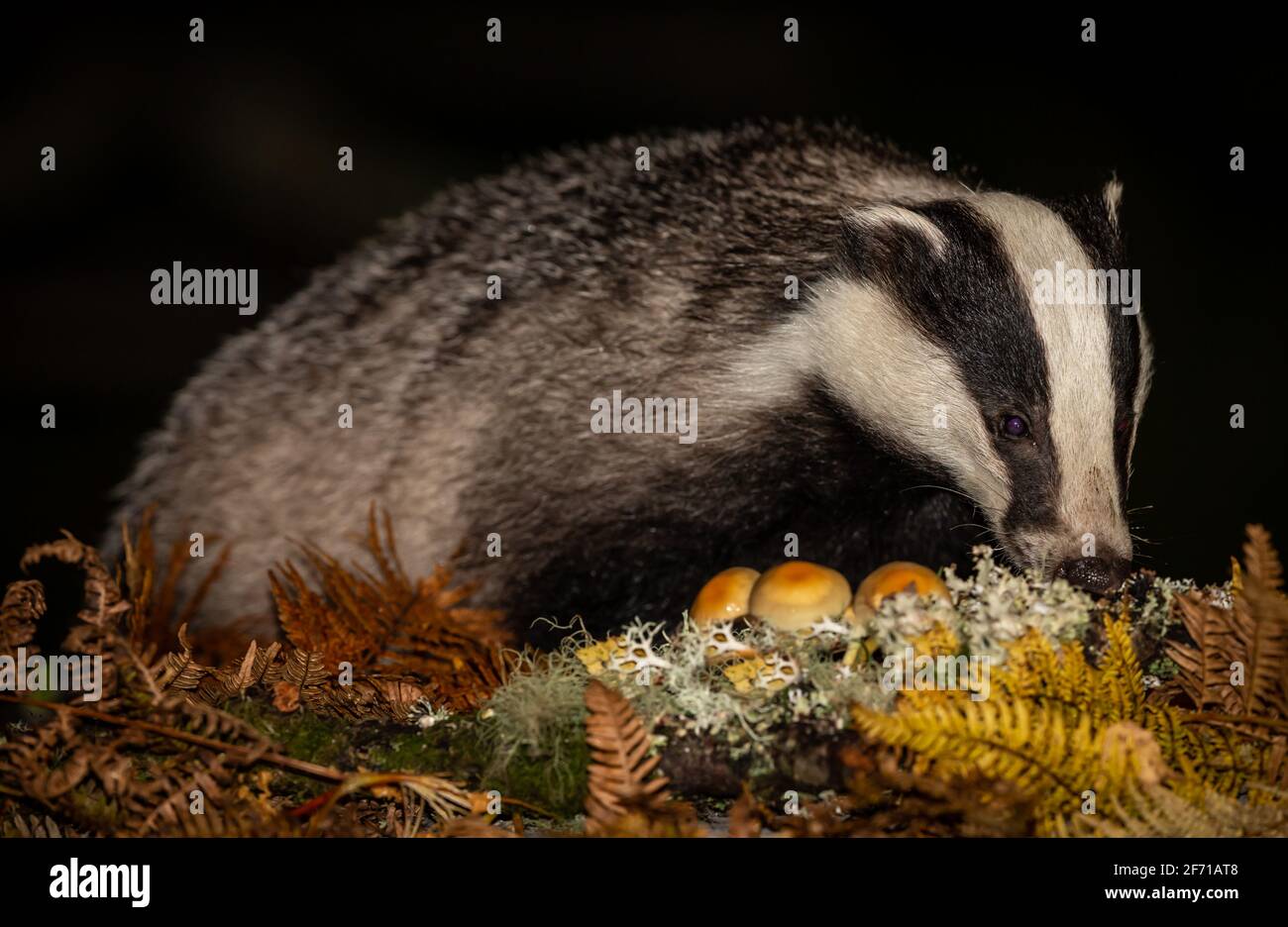Badger, Scientific name: Meles Meles. Wild, native, European  badger  foraging in Autumn, with toadstools and golden ferns. Night time image.  Facing Stock Photo