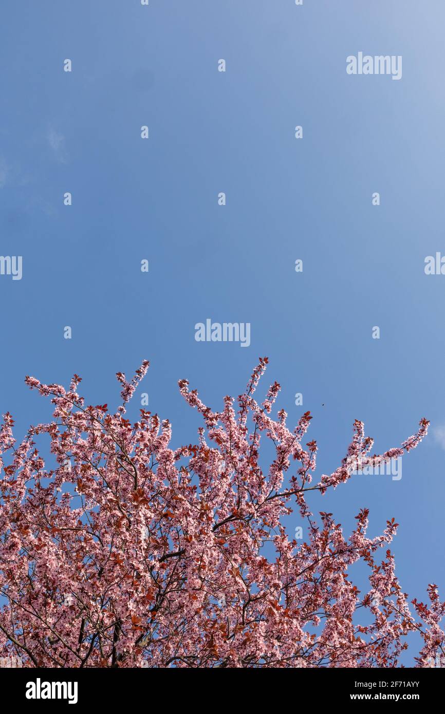 Branches with lots of pink cherry blossoms against a blue sky Stock ...