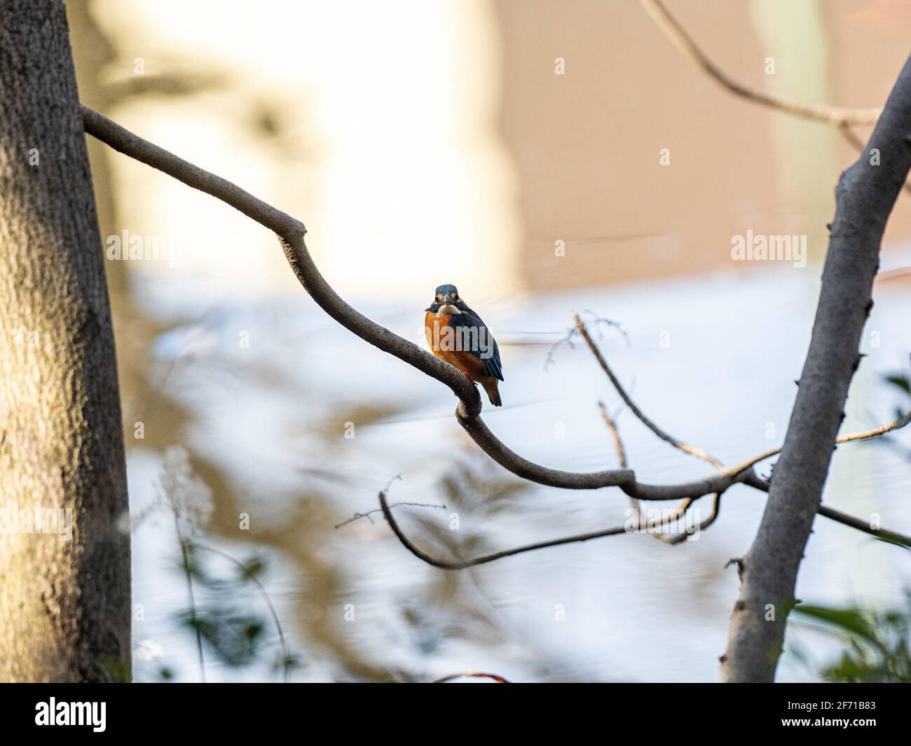 A colorful common kingfisher, Alcedo atthis bengalensis perches over a ...