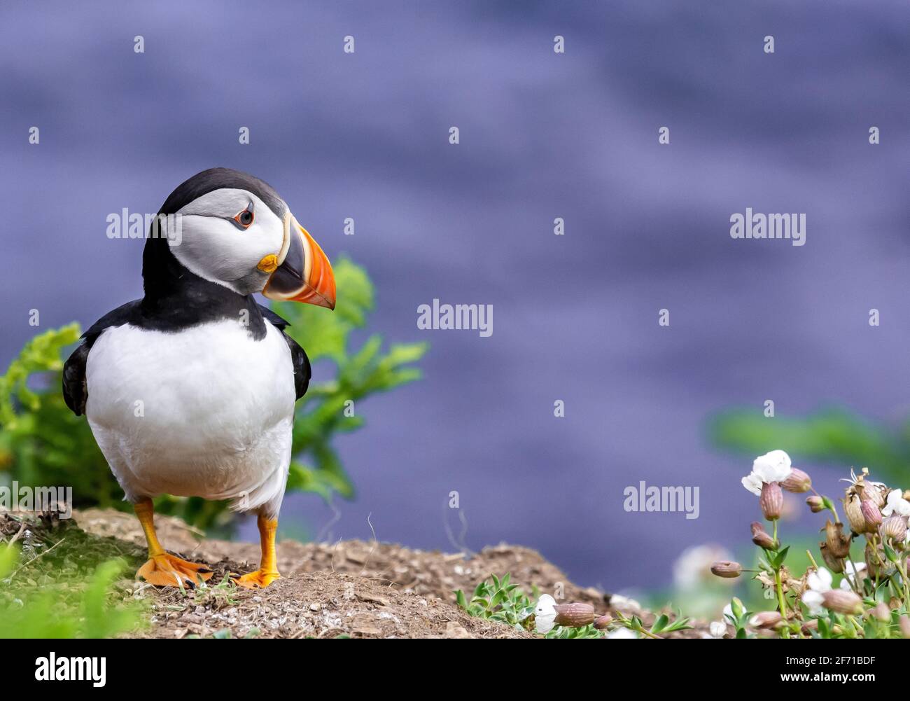 Puffin on cliff with sea in the background Stock Photo