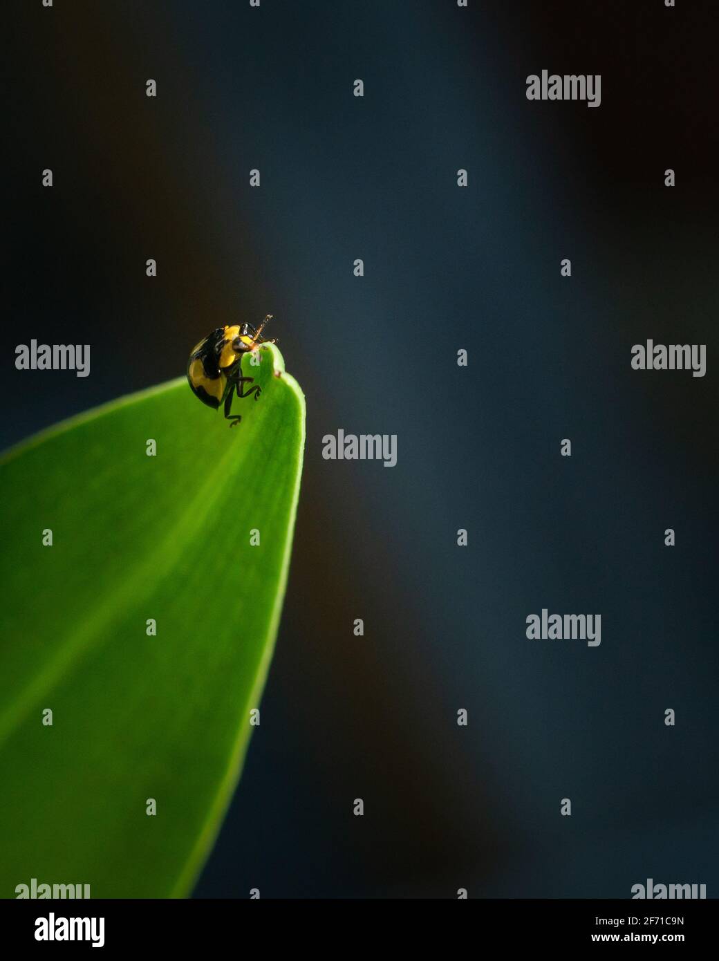 Shiny yellow beetle with batman design black spots on its back crawling up the leaf, vertical format. Stock Photo