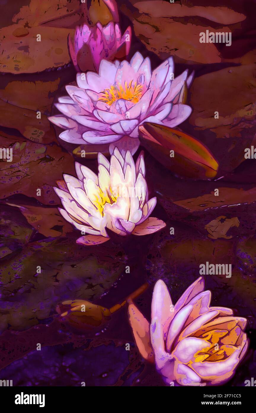 Illustrations flowers lotus,Lotus (Latin Nelumbo) genus of