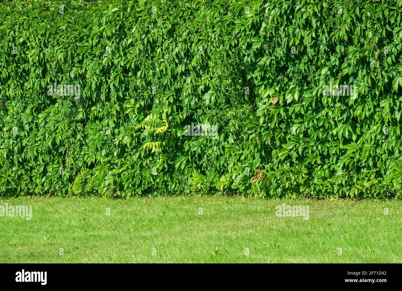 leaves of ivy covering the wall Stock Photo Alamy