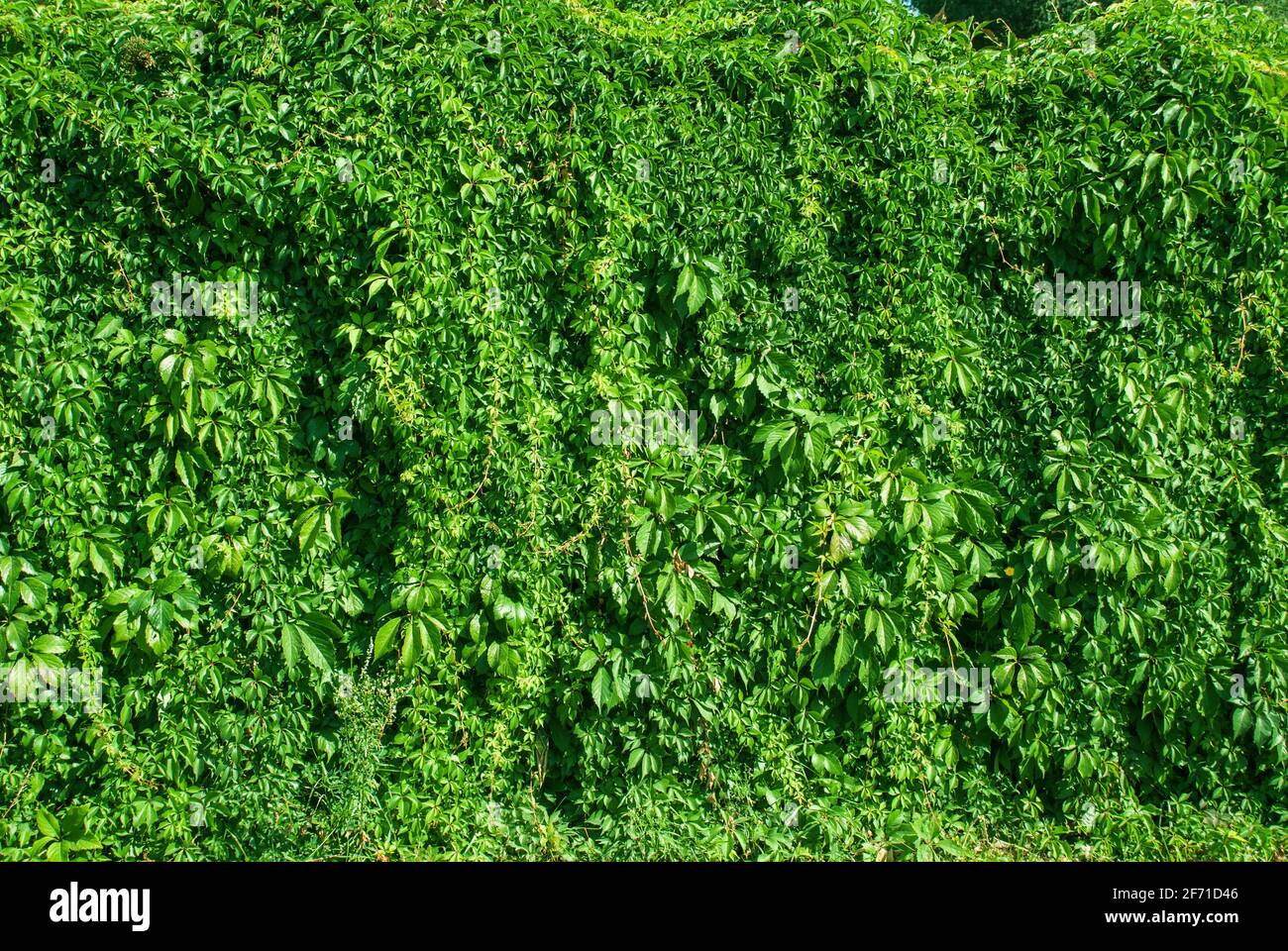 leaves of ivy covering the wall Stock Photo Alamy
