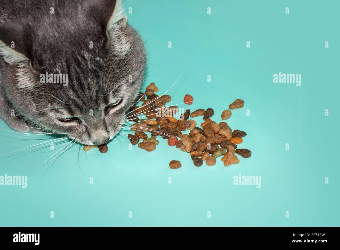 Cat eating dry cat food Stock Photo Alamy