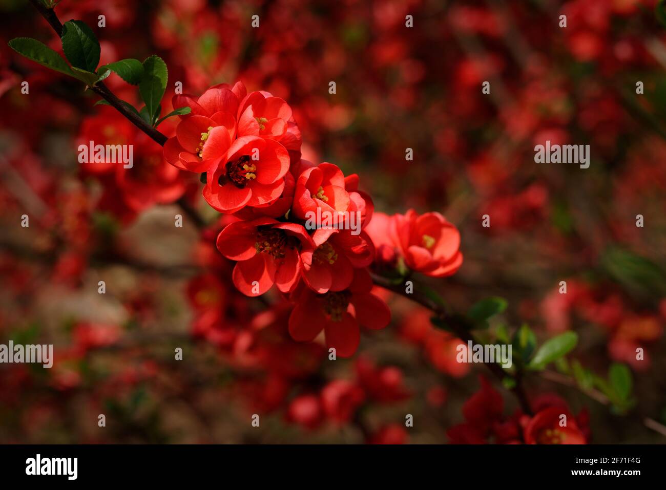 Chaenomeles japonica,  red flowers of Japanese quince or Maule's quince Stock Photo