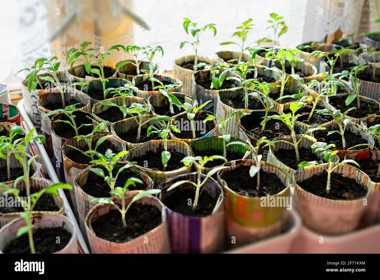 Seedlings of tomatoes and peppers in hand made paper cups from old ...