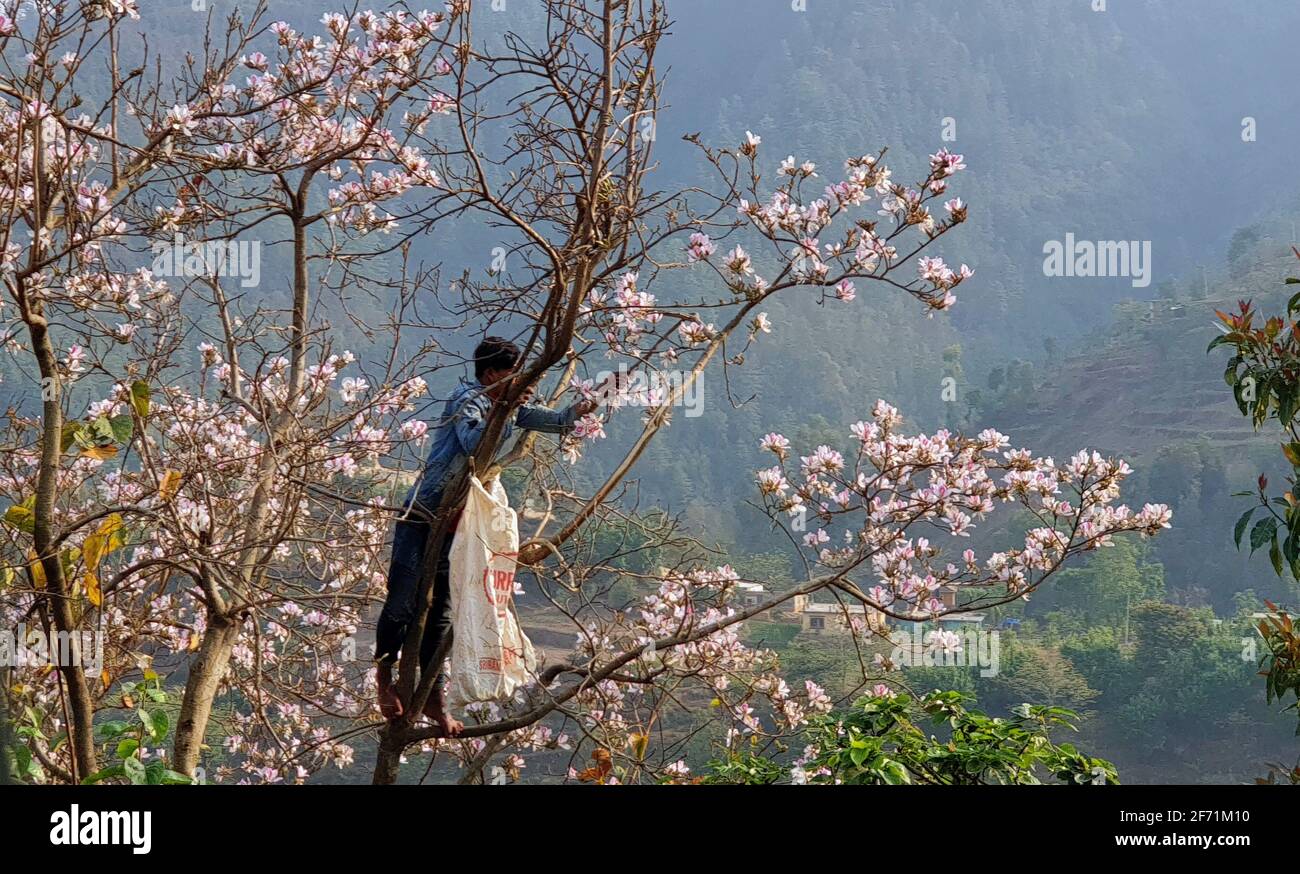 Pharping, Bagmati, Nepal. 4th Apr, 2021. A Nepali man picks up the flowers of Mountain Ebony, (Koiralo in local language) from the tree for selling in the market at Pharping, outskirts of Kathmandu, Nepal on April 4, 2021. Credit: Sunil Sharma/ZUMA Wire/Alamy Live News Stock Photo