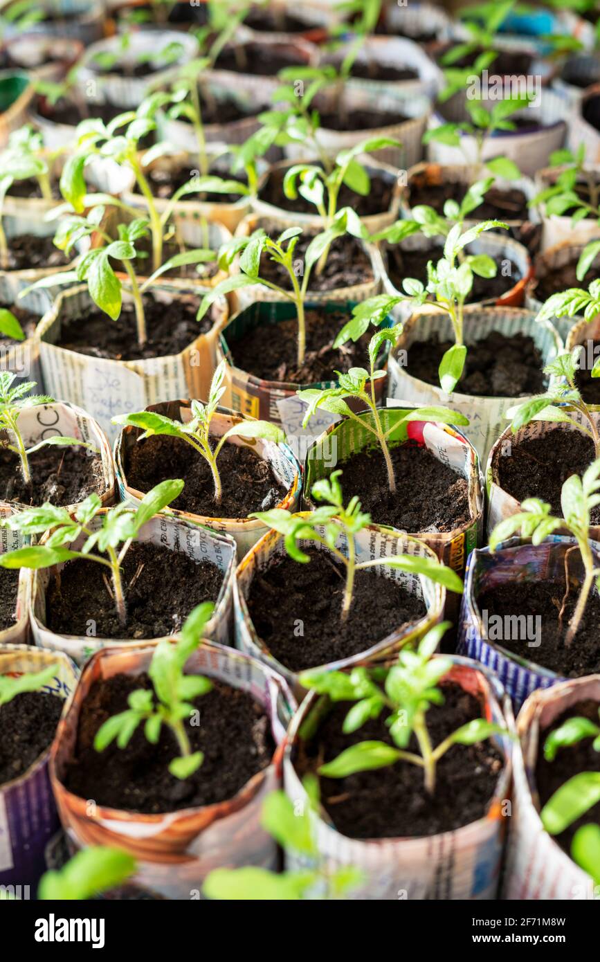 Seedlings of tomatoes and peppers in hand made paper cups from old ...