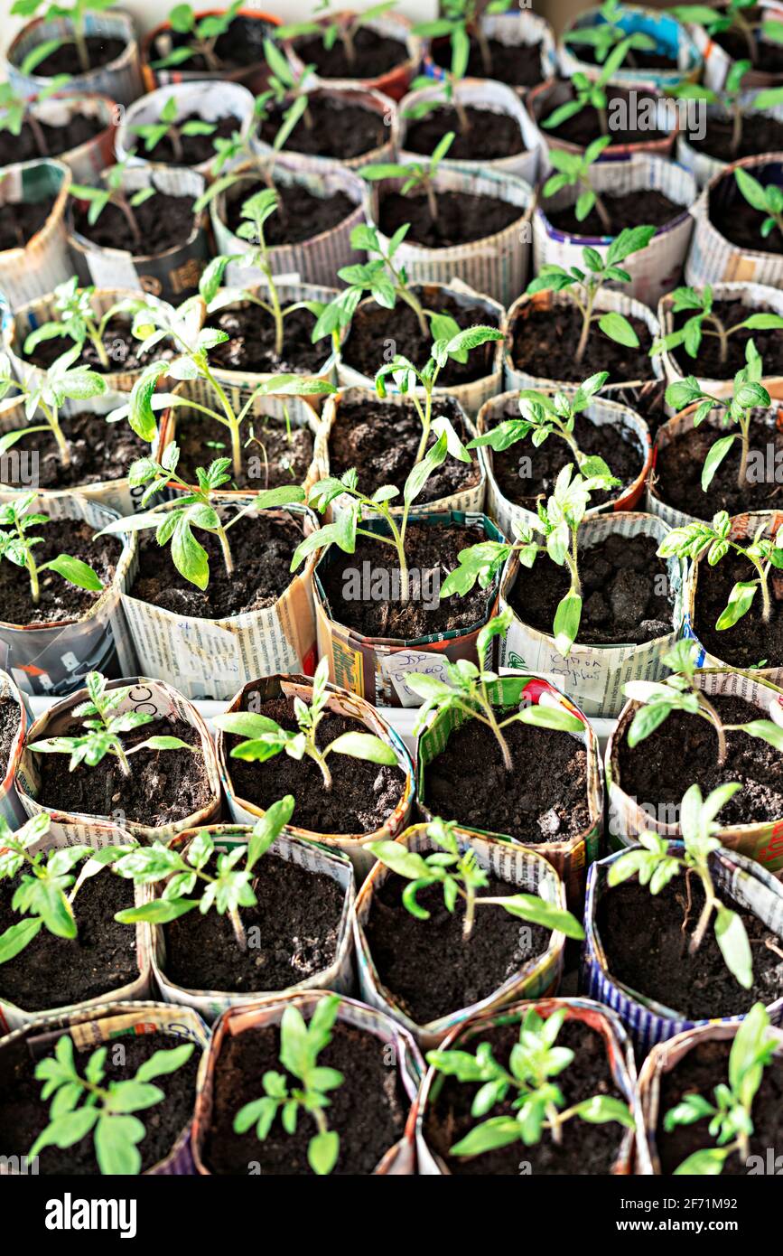 Seedlings of tomatoes and peppers in hand made paper cups from old ...