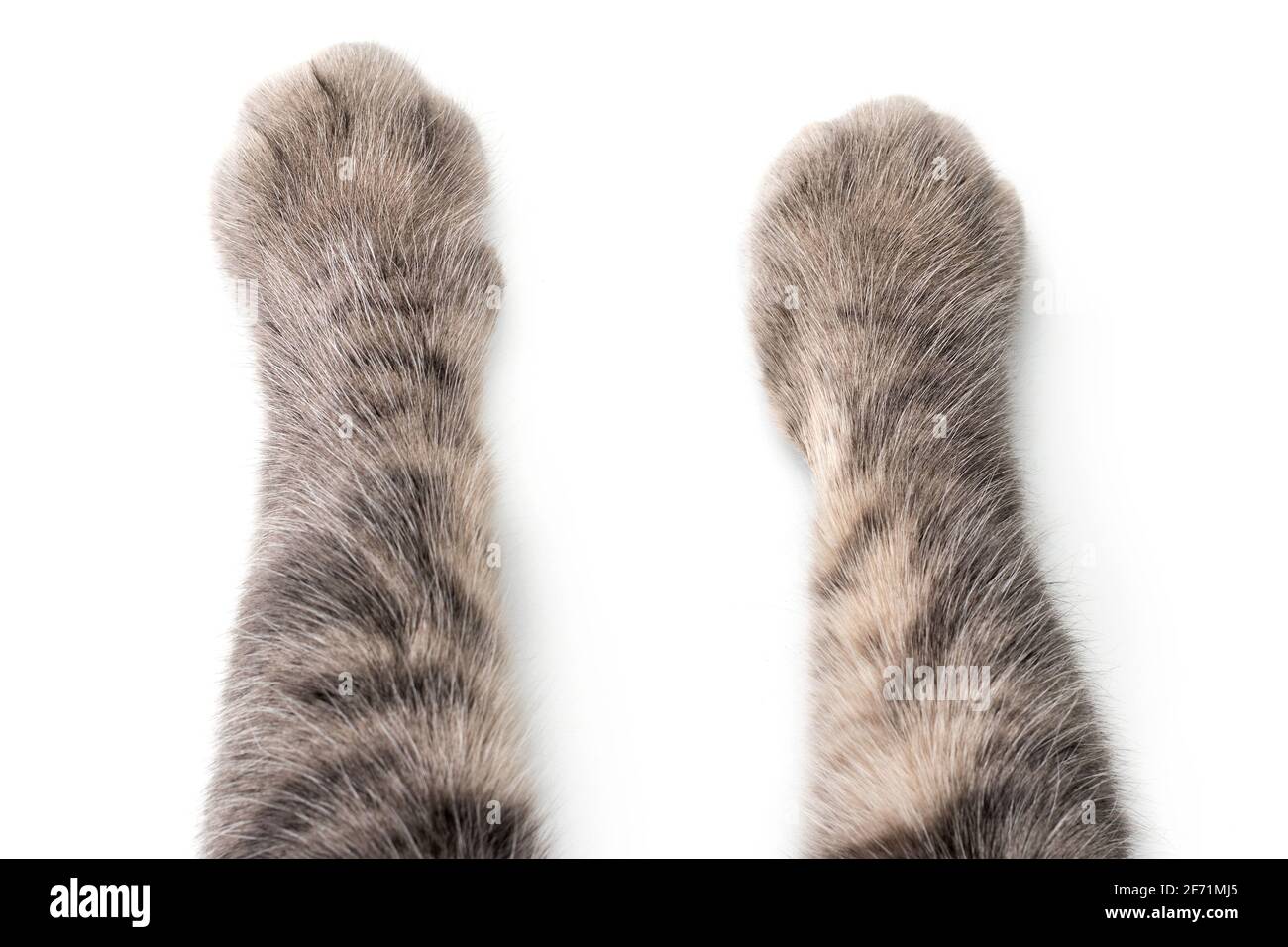 Cat's Paws on white Stock Photo - Alamy