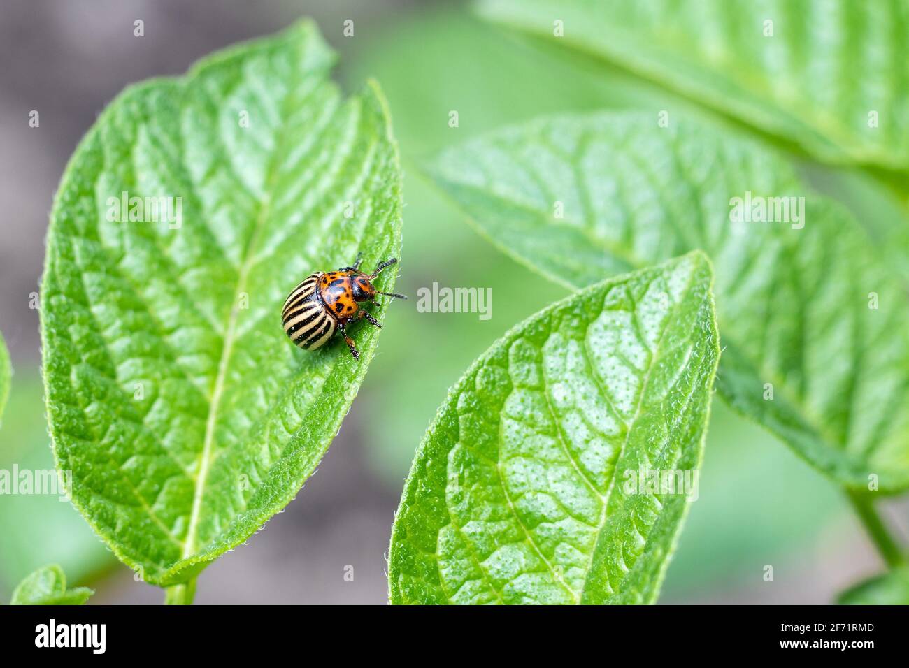 Fly potato hires stock photography and images Alamy