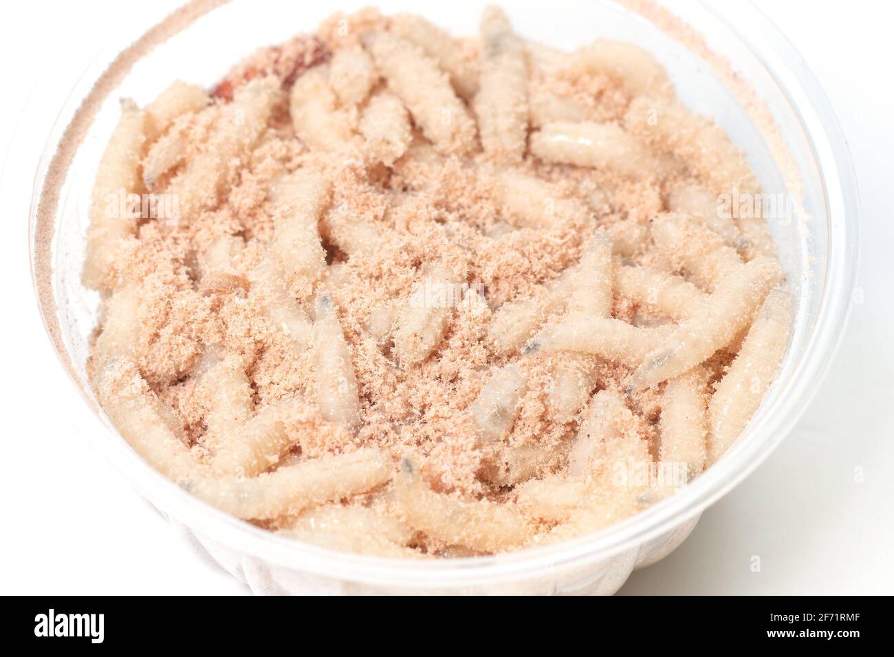 macro maggot in a container, fish bait fishing Stock Photo Alamy
