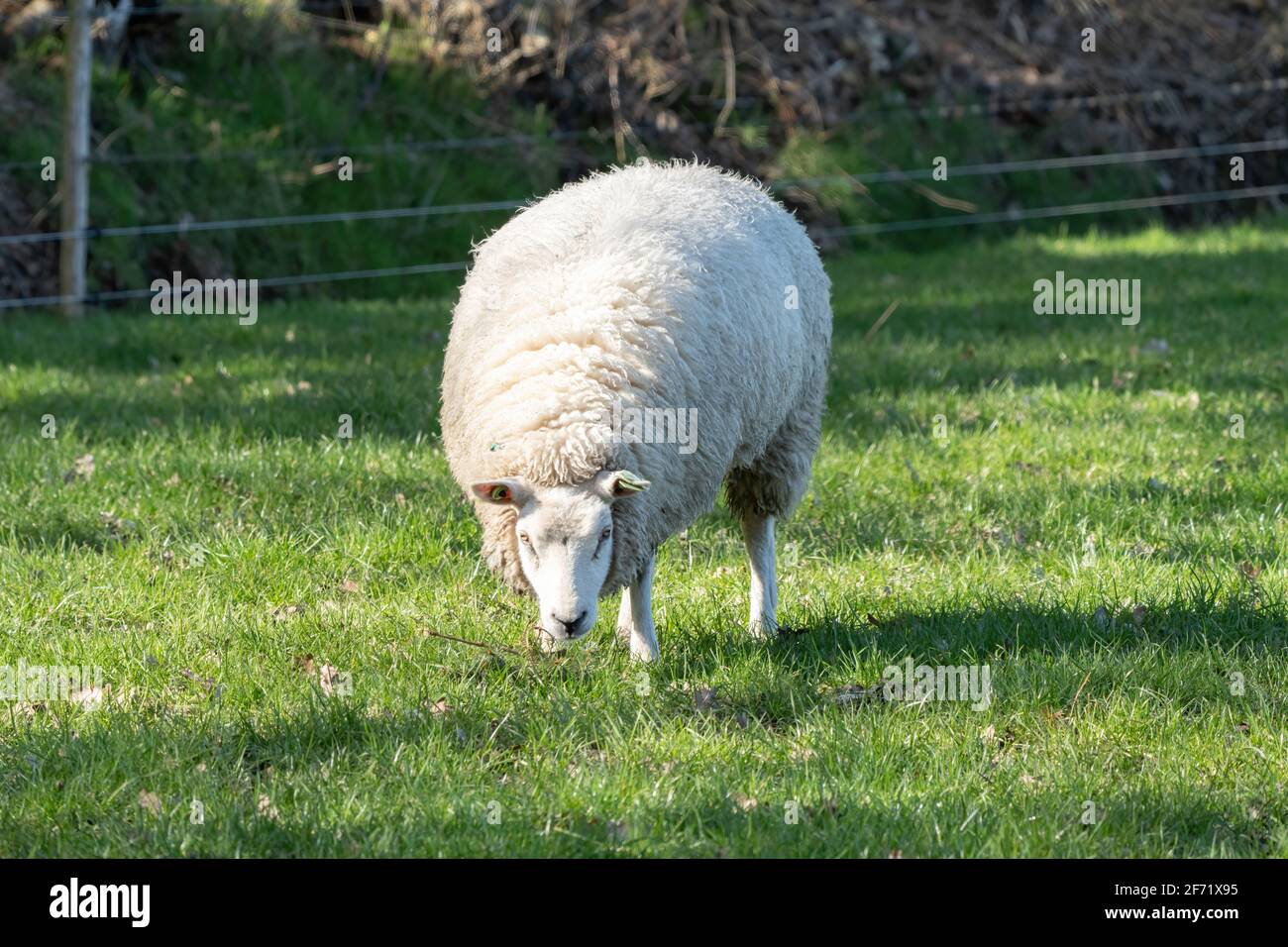 Dutch white sheep stands in fresh green grass on the field in the spring with sun in the back Stock Photo