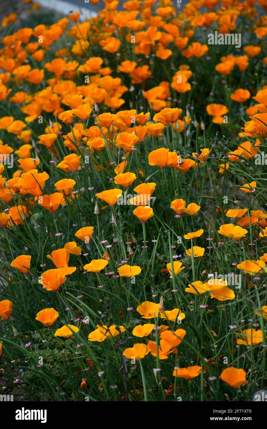 Flowers, plants and trees UK Stock Photo Alamy