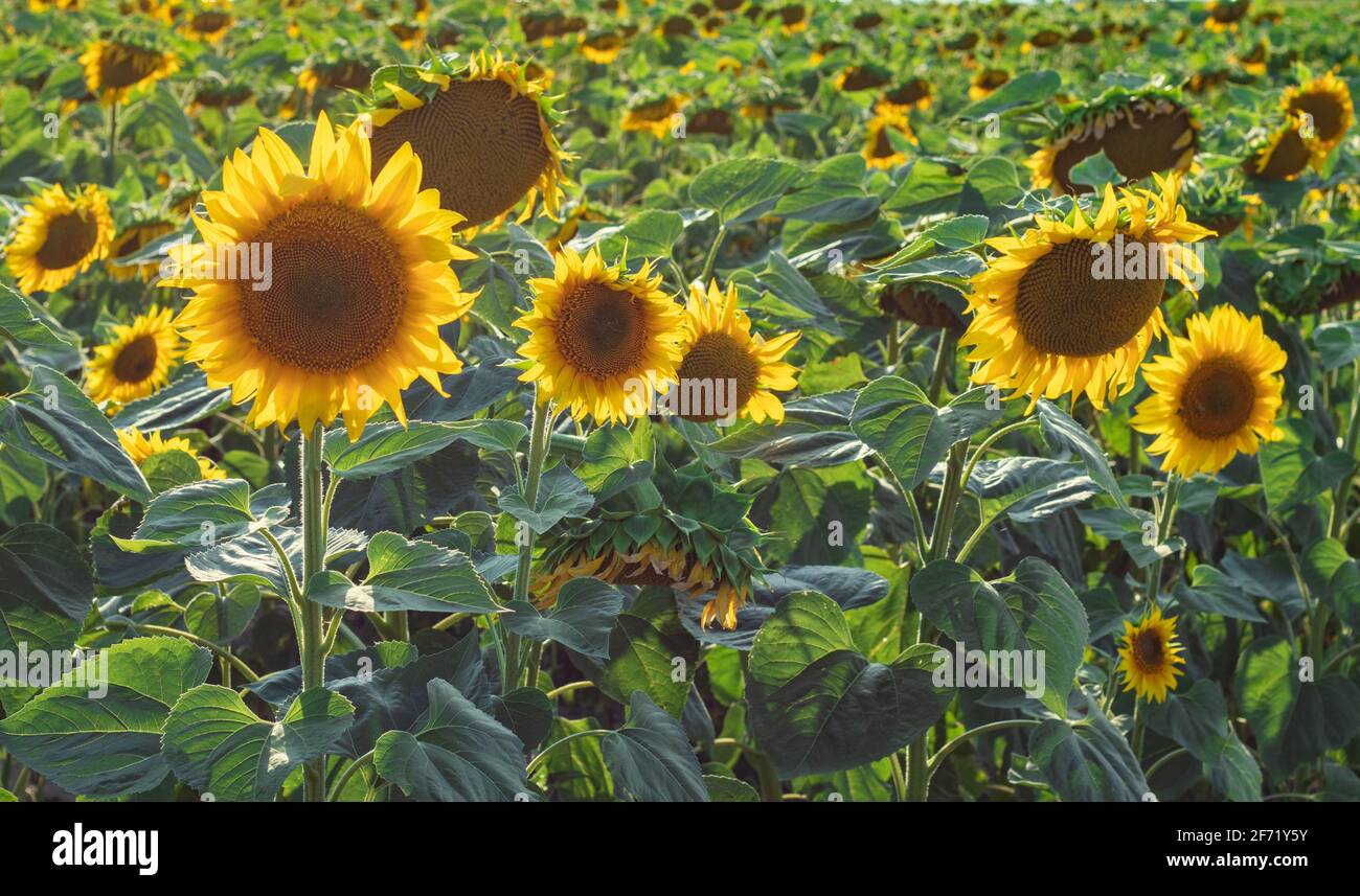 Yellow sunflowers. Field of sunflowers, rural landscape Stock Photo - Alamy