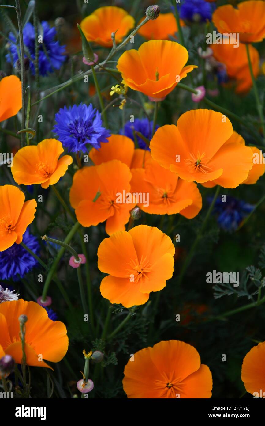 Flowers, plants and trees UK Stock Photo Alamy