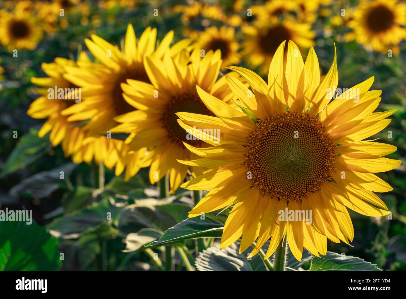 Yellow sunflowers. Field of sunflowers, rural landscape Stock Photo - Alamy