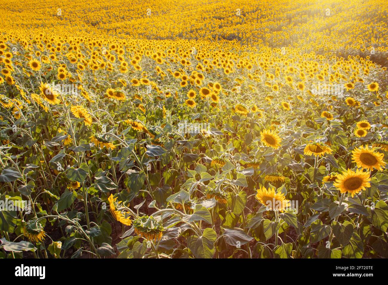 field of blooming sunflowers on a background sunset Stock Photo - Alamy