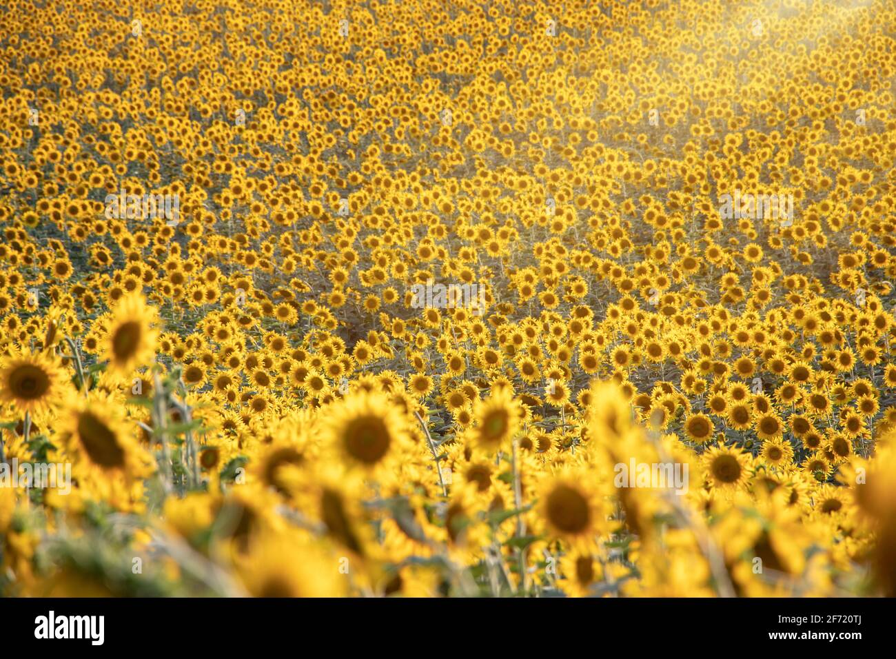 field of blooming sunflowers on a background sunset Stock Photo - Alamy