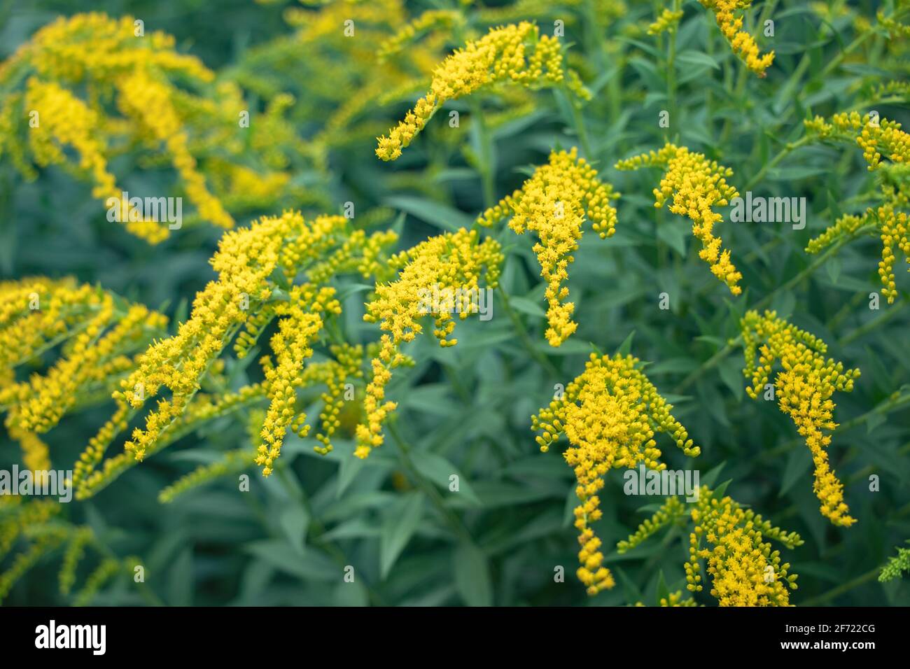 Goldenrod flower or Solidago Canadensis, honey plant, sunset, close-up, selective focus. Stock Photo