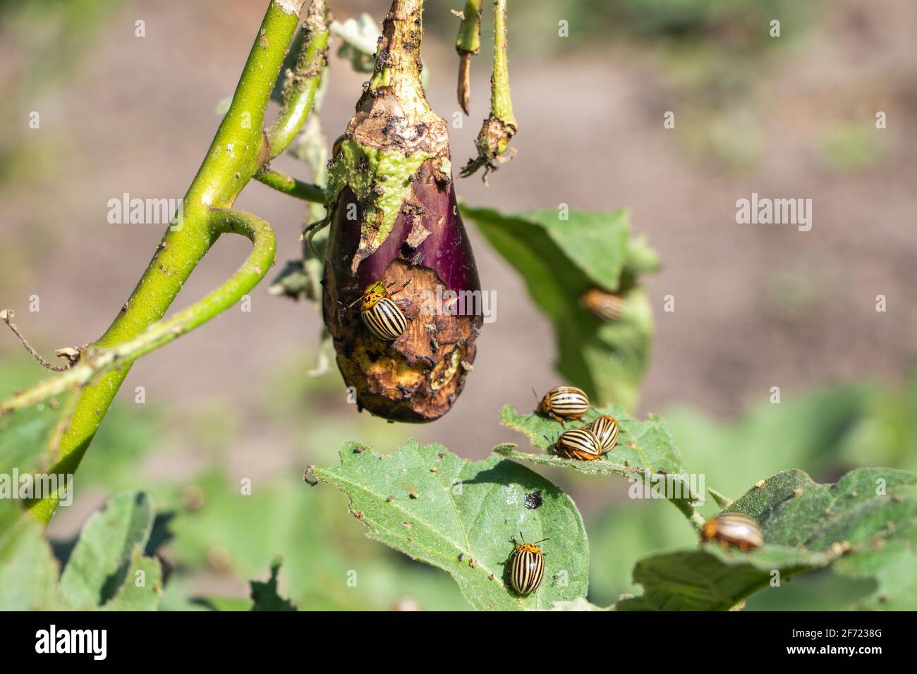 Eggplant insect pest hires stock photography and images Alamy