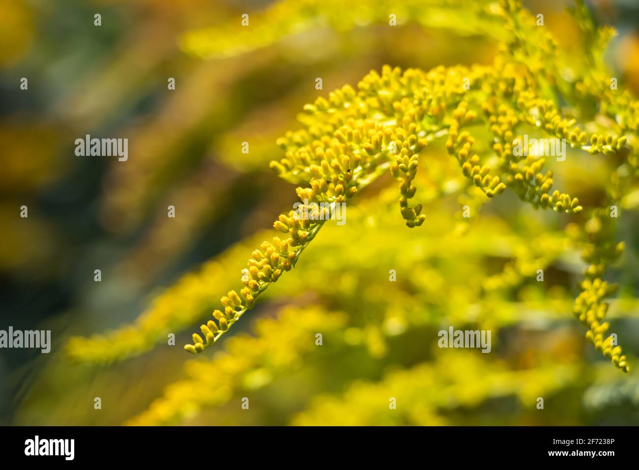 Goldenrod flower or Solidago Canadensis, honey plant, sunset, close-up, selective focus. Stock Photo