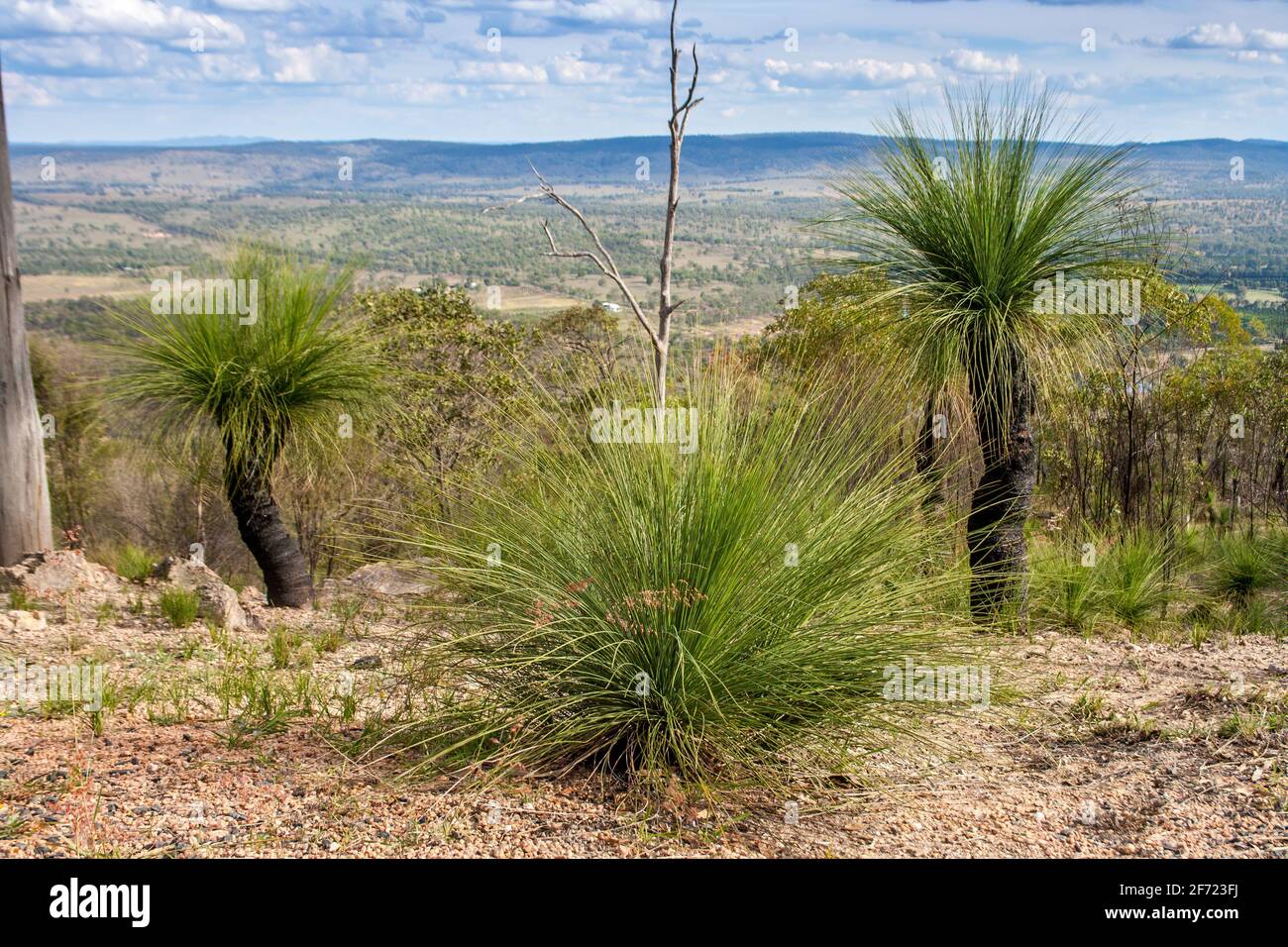 Grasstrees on top of a hill Stock Photo
