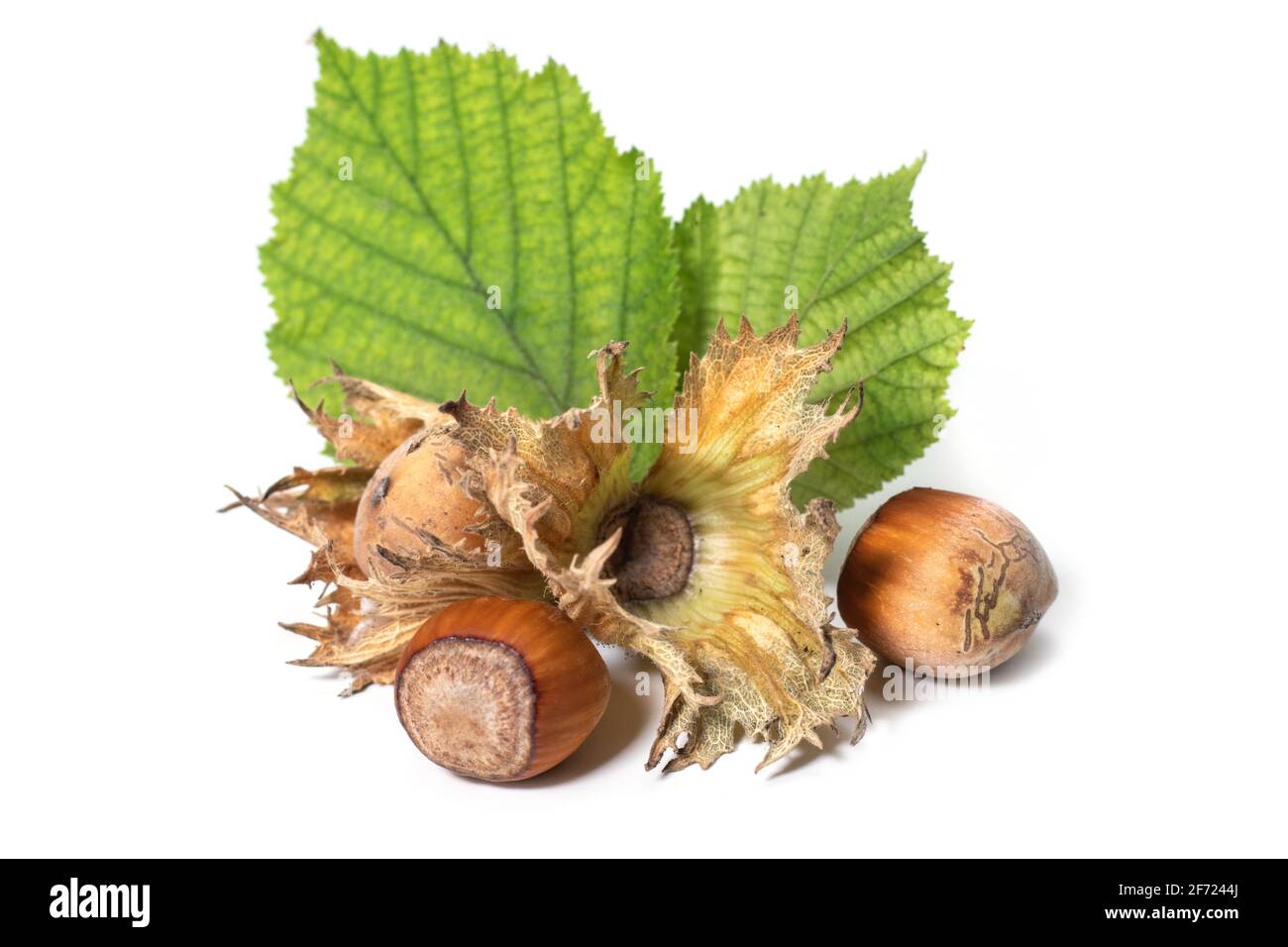 Hazelnuts isolated with filbert leaves on a white background. Corylus Stock Photo