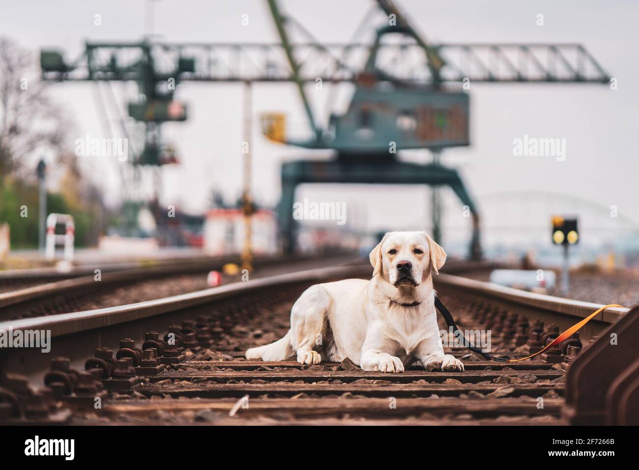 Portrait of a dog on railroad tracks. Labrador Retriever Stock Photo