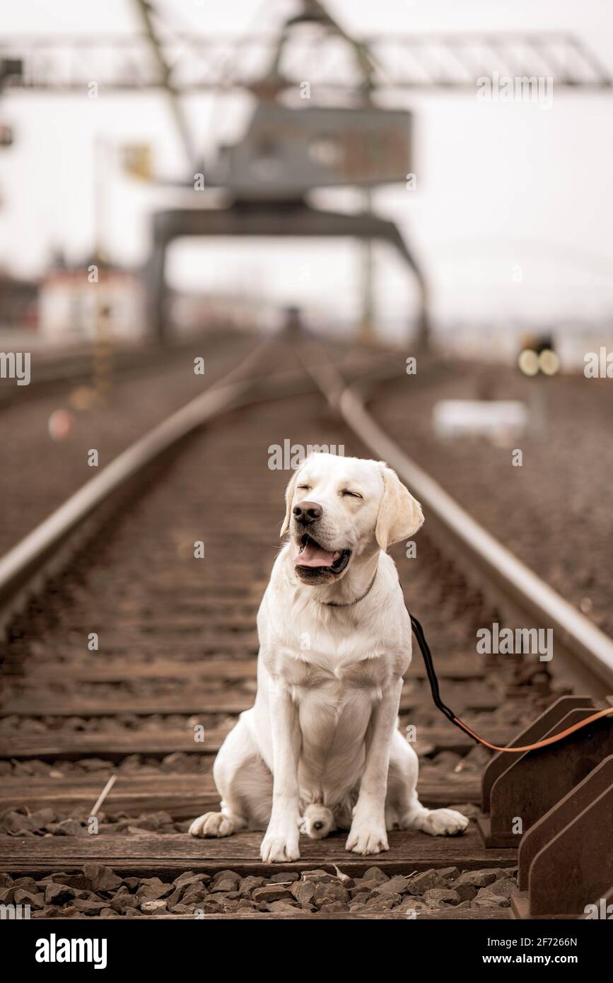 Portrait of a dog on railroad tracks. Labrador Retriever Stock Photo