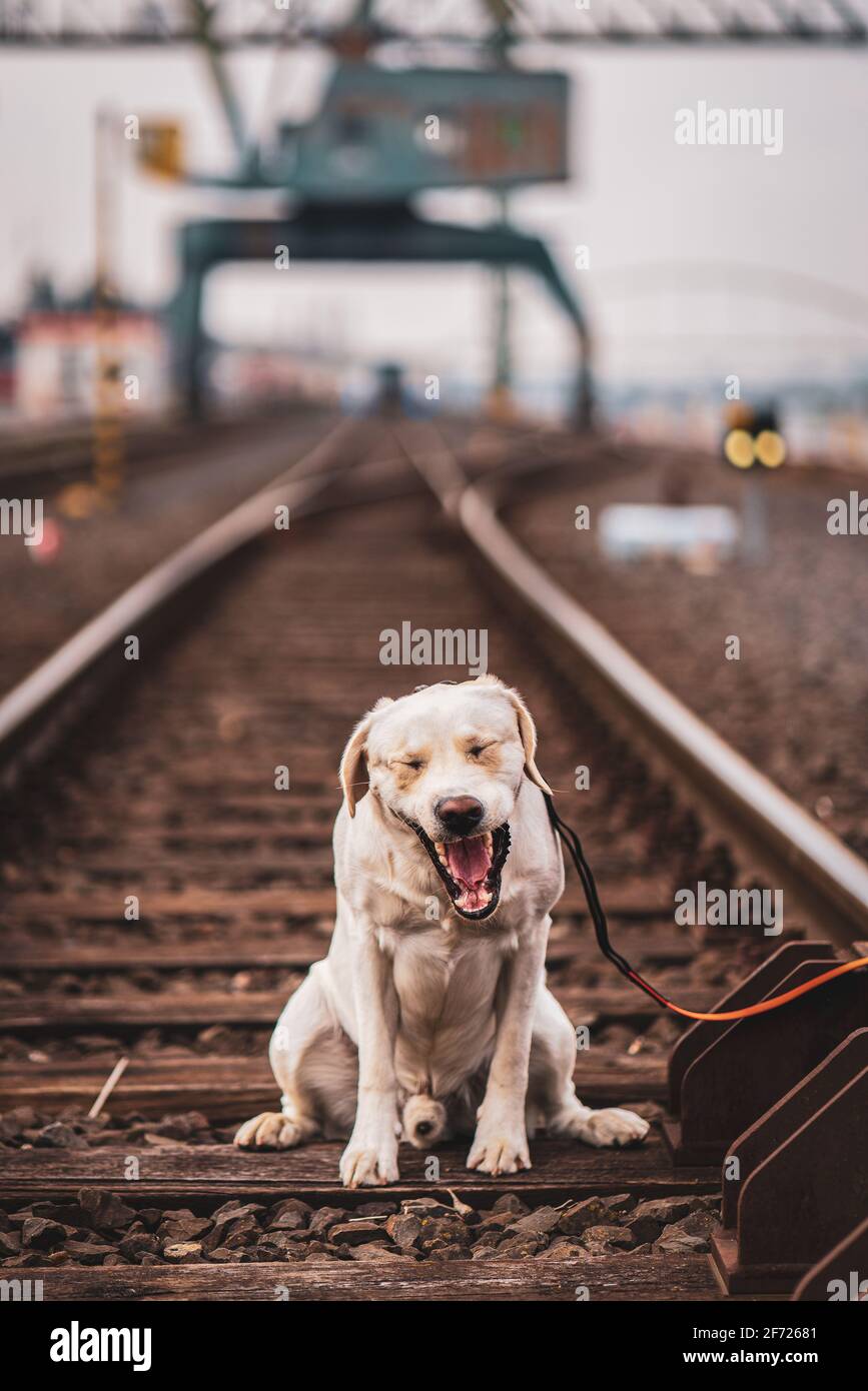 Portrait of a dog on railroad tracks. Labrador Retriever Stock Photo ...