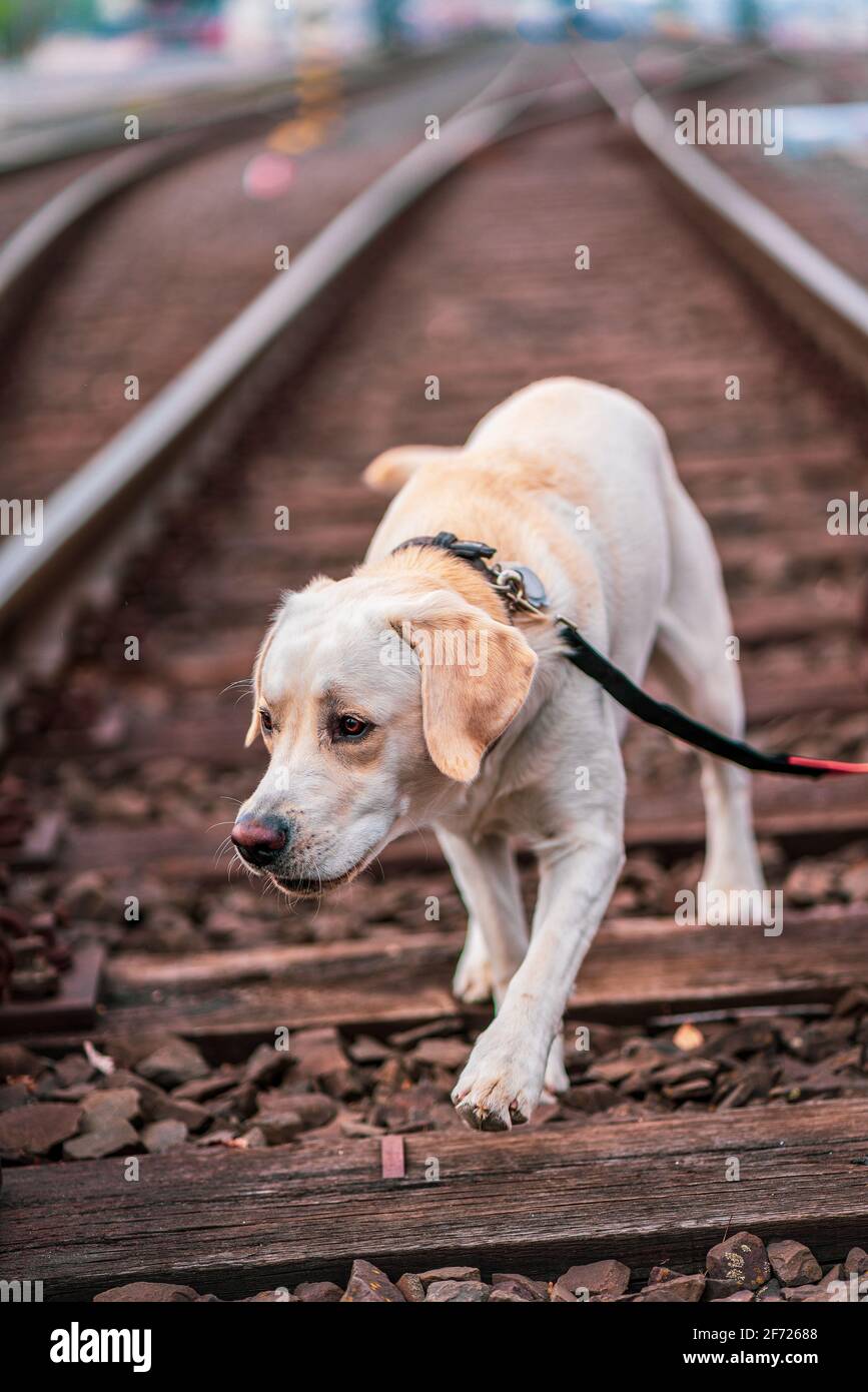 railway track clipart png of a dog