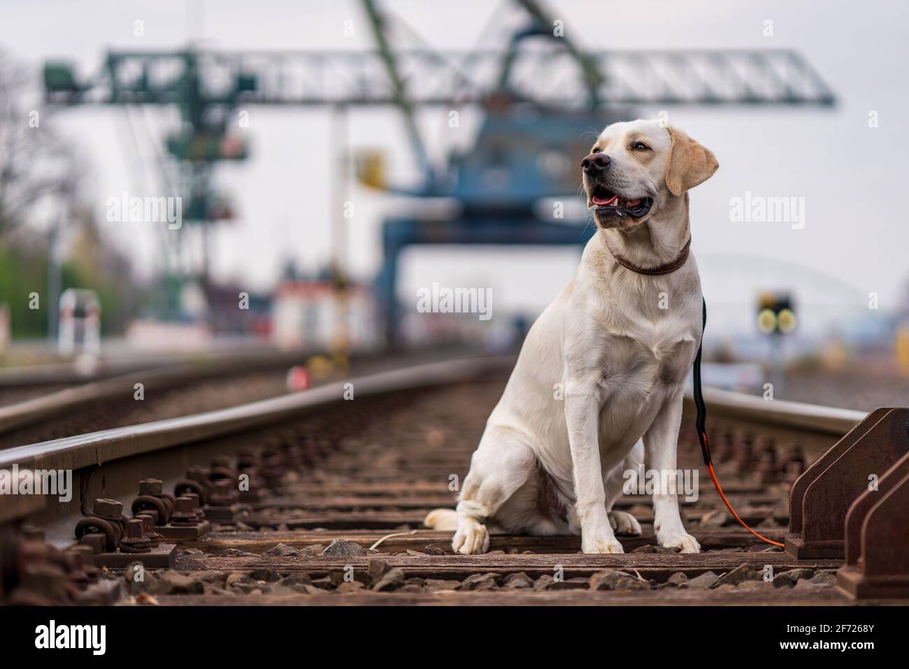 Portrait of a dog on railroad tracks. Labrador Retriever Stock Photo