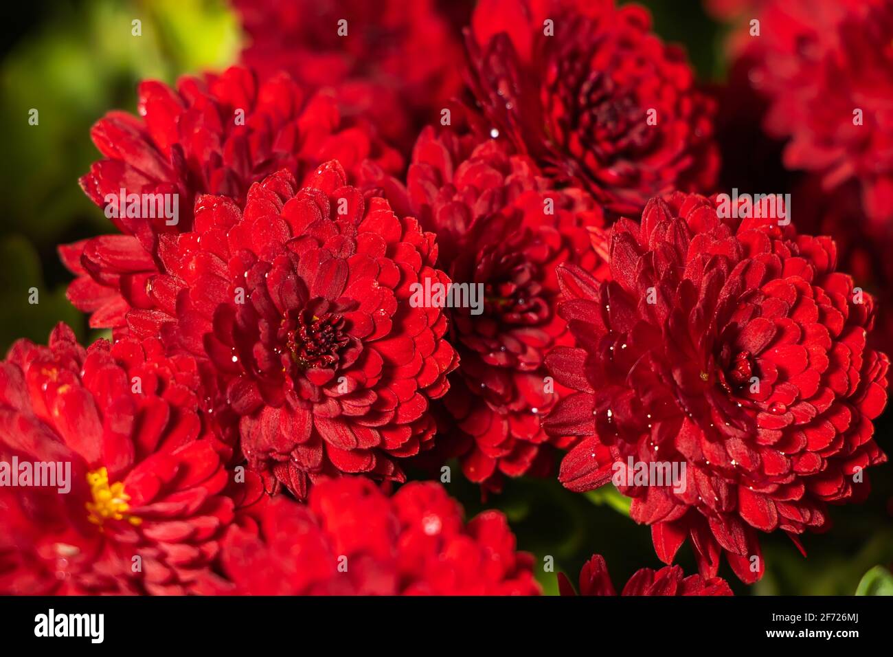 Dark rusty red aster dumosus flowers with yellow middles in german garden. Floral autumn background Stock Photo