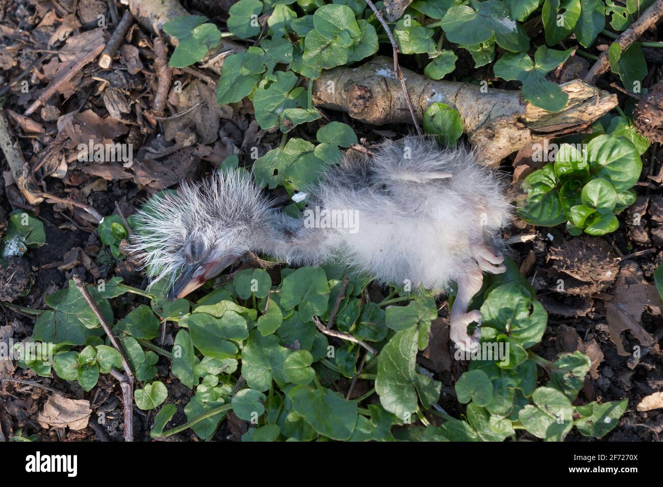 A baby Great grey heron found dead, thrown from the nest by its parents. Herons themselves throw the weaklings out of the nest and raise the strongest Stock Photo