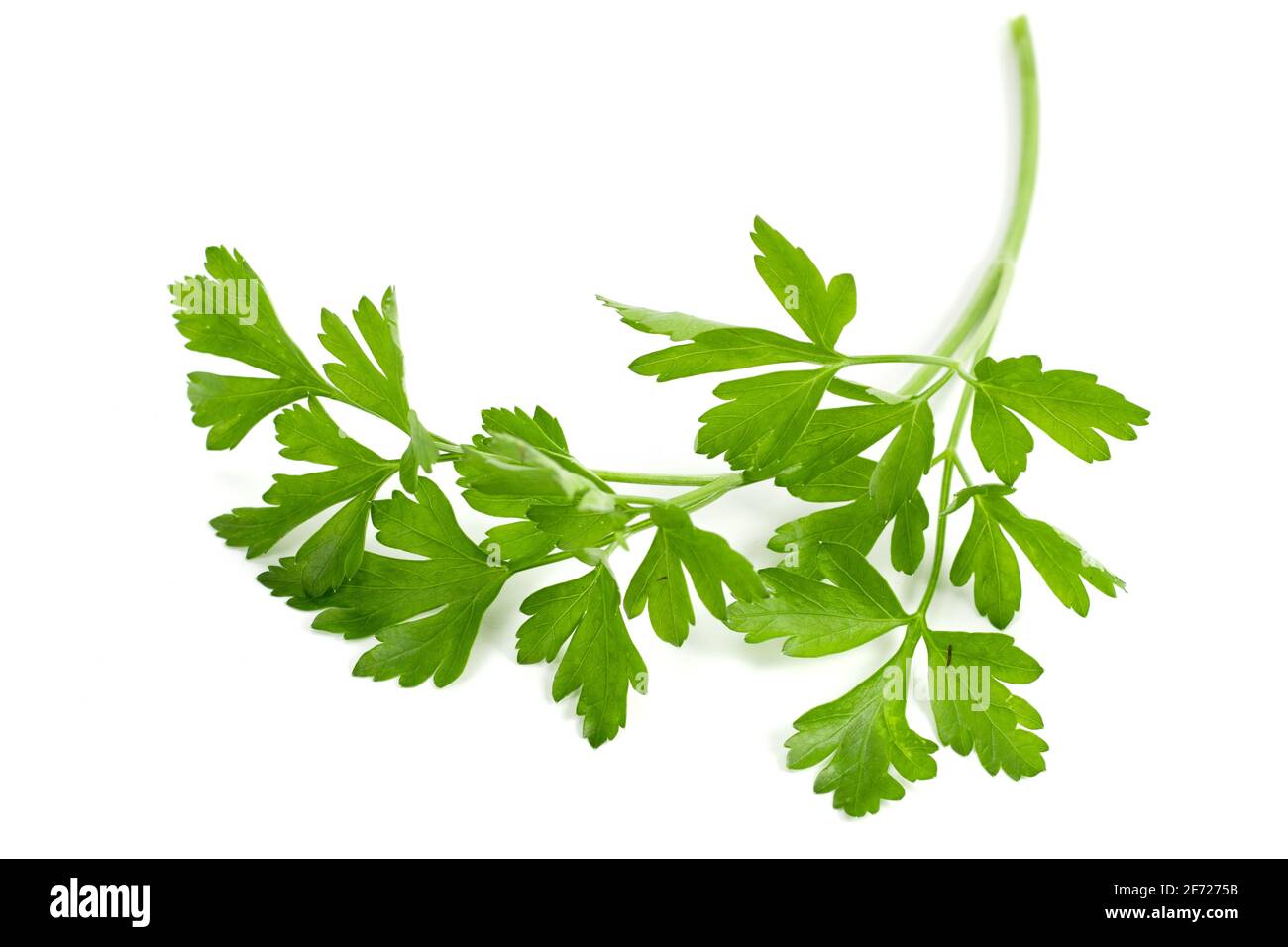 green leaves of parsley isolated on white background Stock Photo - Alamy